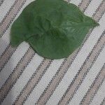 Aegle marmelos Leaf