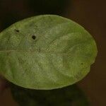 Siparuna decipiens Yaprak