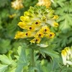 Corydalis nobilis Blüte