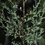 Cupressus macnabiana