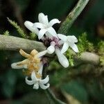 Craterispermum rumpianum Flor