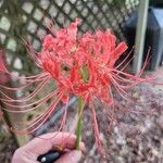 Lycoris radiata Kvet