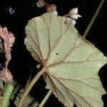 Begonia sericoneura Ліст