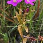 Centaurium littorale Blomst