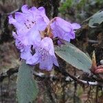 Rhododendron campanulatum Blodyn