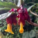 Drymonia coccinea Õis