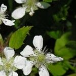 Rubus hispidus Floare