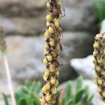 Plantago maritima Frukt