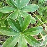 Alchemilla alpigena Leaf