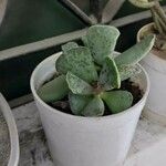 Adromischus cooperi Folha