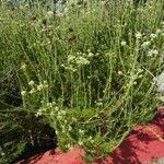 Eriogonum fasciculatum Агульны выгляд