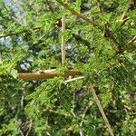 Vachellia etbaica Folha