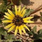 Arctotheca calendula Cvijet