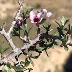 Prunus spp. Lubje