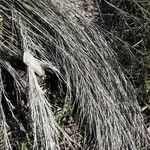 Schizachyrium scoparium Leaf