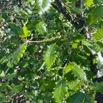 Quercus faginea Лист