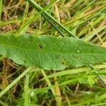 Rumex palustris Лист