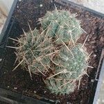 Echinocactus texensis Yaprak