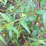 Ludwigia erecta Blüte