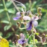 Rotheca myricoides फूल