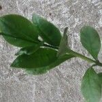 Talinum paniculatum Yaprak