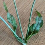 Knautia integrifolia Leaf