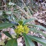 Daphne laureola ফুল