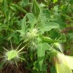 Hibiscus vitifolius Inny