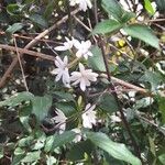 Jasminum auriculatum Flower