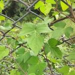 Ipomoea cordatotriloba Blad