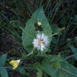 Sonchus oleraceusVirág