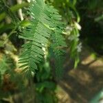 Mimosa polycarpa Blad