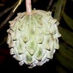 Annona mucosa Gyümölcs