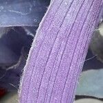 Tradescantia pallida List