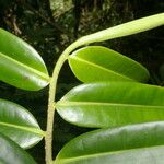 Marcgravia brownei Hoja