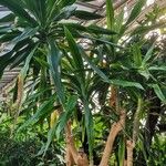 Dracaena steudneri Habitus