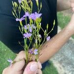 Curtia tenuifolia Floro