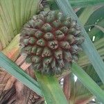 Pandanus utilisFruit