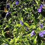 Lobelia erinus List