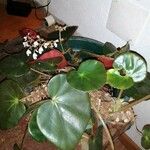 Begonia erythrophylla Yaprak