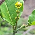 Bunchosia glandulifera Flor