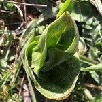 Neottia ovata Leaf
