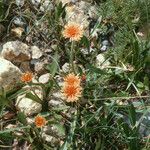 Agoseris aurantiaca Costuma