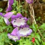 Penstemon cobaea Flor