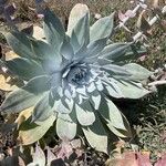 Dudleya pulverulenta Flower