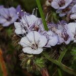 Phacelia distans Flower