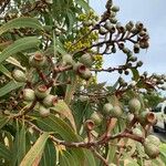 Eucalyptus camaldulensis Φρούτο
