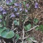 Soldanella alpina Кветка