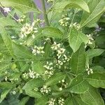 Euonymus europaeus Кветка