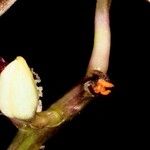 Dendrobium munificum Corteza